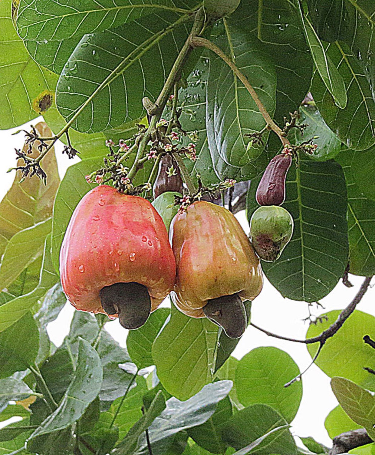 Négoce de noix de cajou brutes