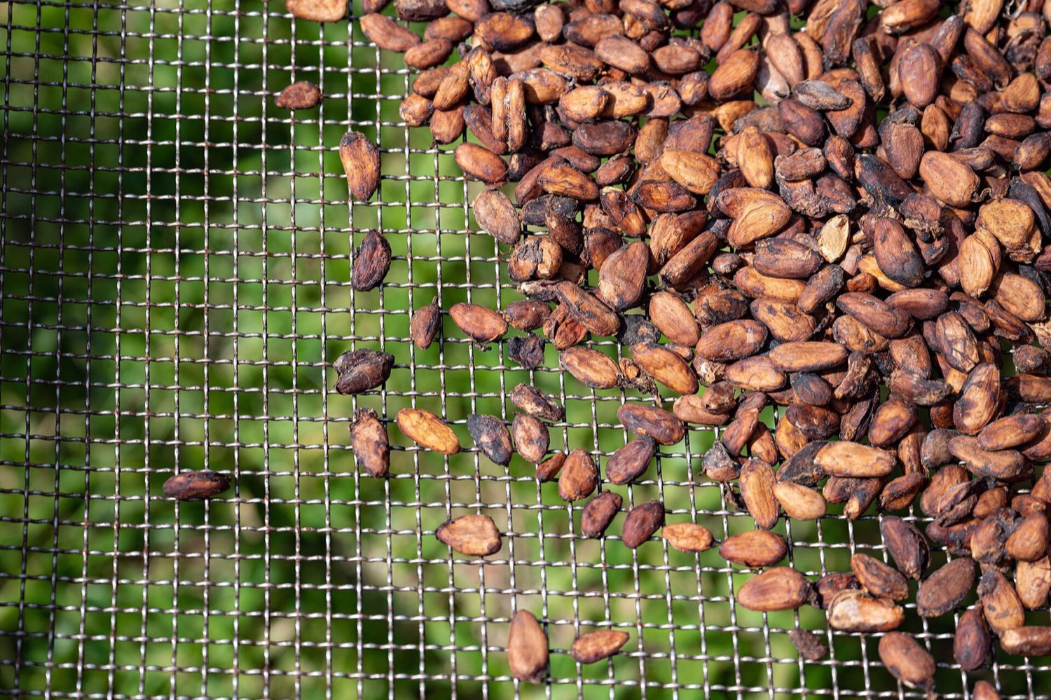 Négoce de fèves de cacao