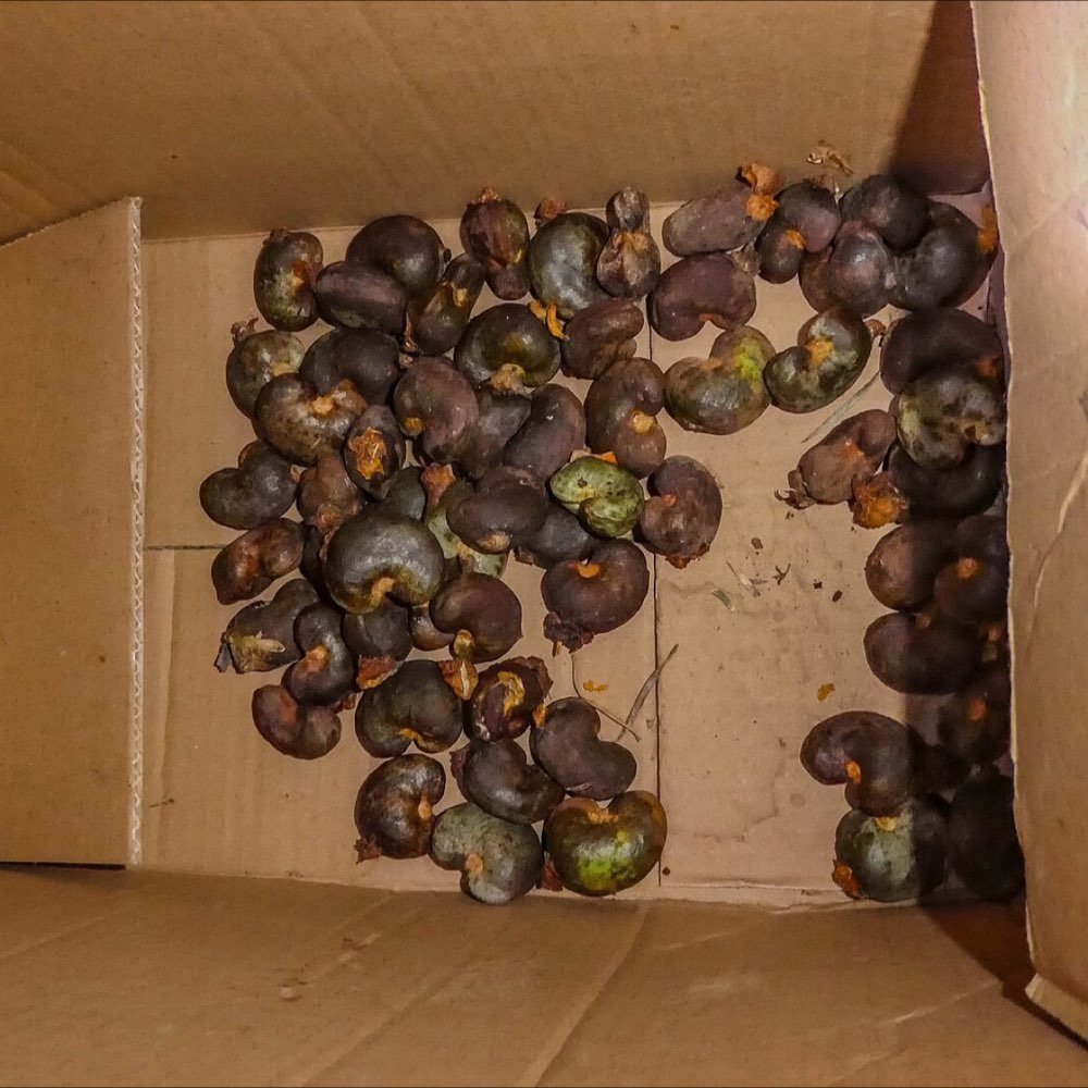 Noix de cajou brutes